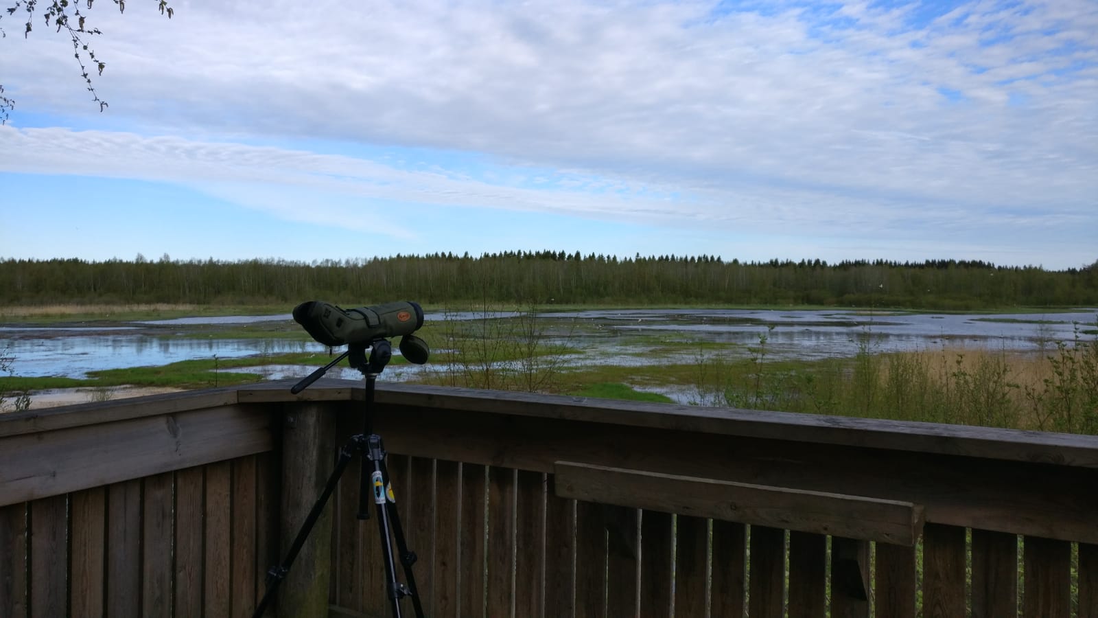 You are currently viewing Fågelguidning vid Sandsundsfjärdens fågeltorn