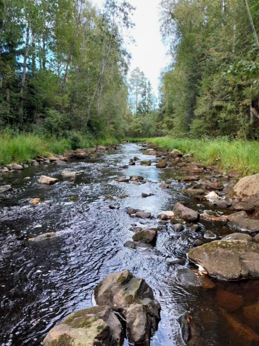 Read more about the article Virtavesikaloja Ähtävänjoessa ja yläpuolisella valuma-alueella