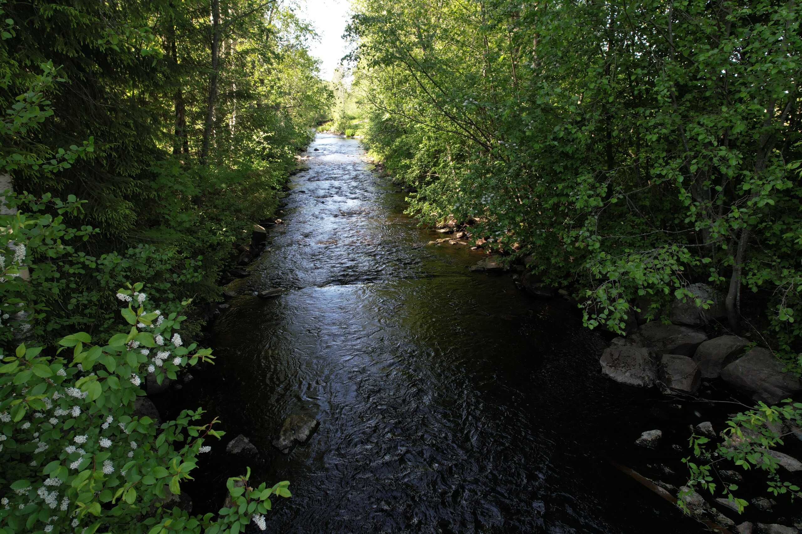 Read more about the article Kälviänjoen ja Ruotsalon kluuvien kalastosta kerätään tietoa