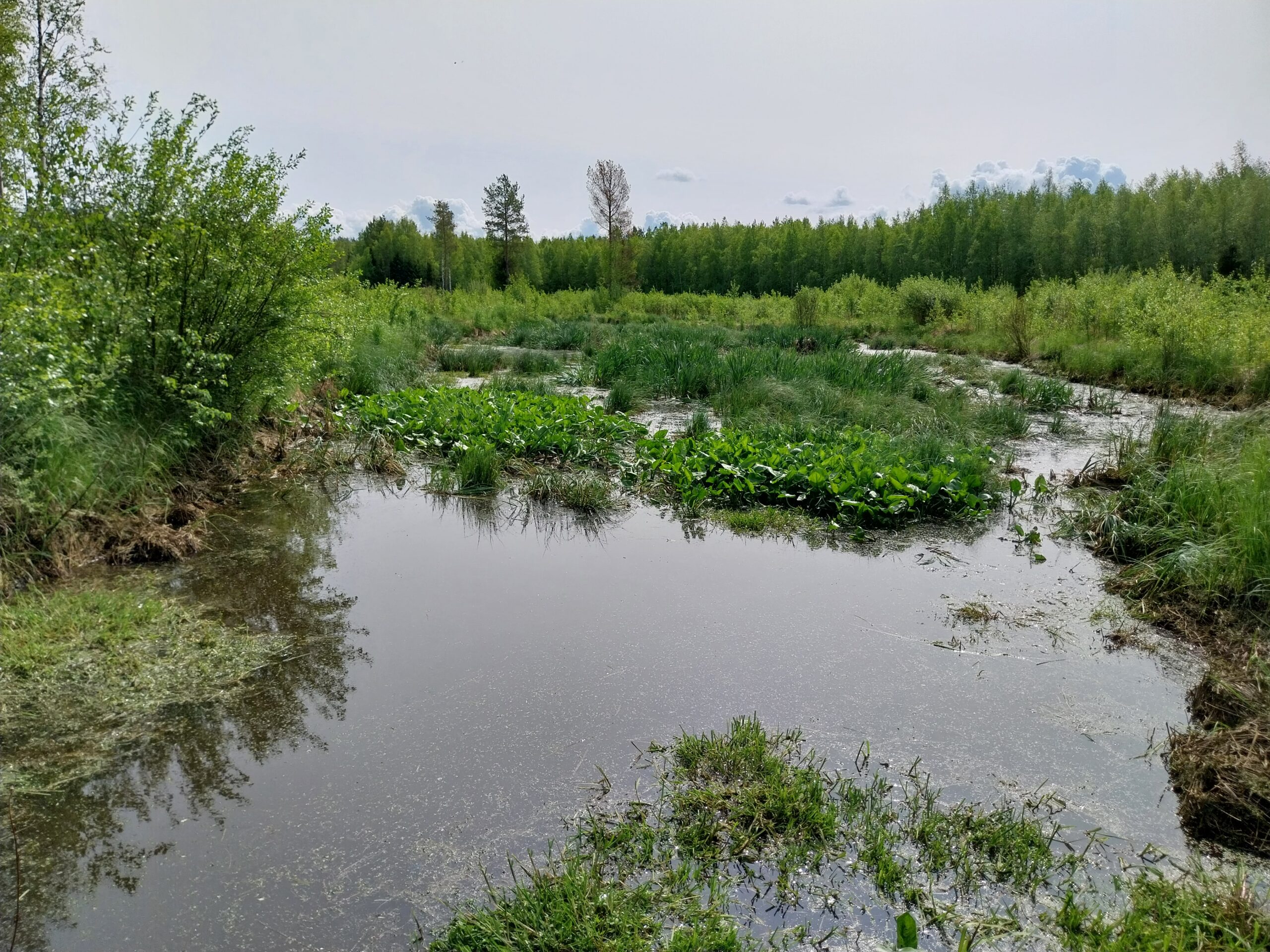 You are currently viewing Toimenpiteet metsäympäristöissä vesiensuojelu huomioiden