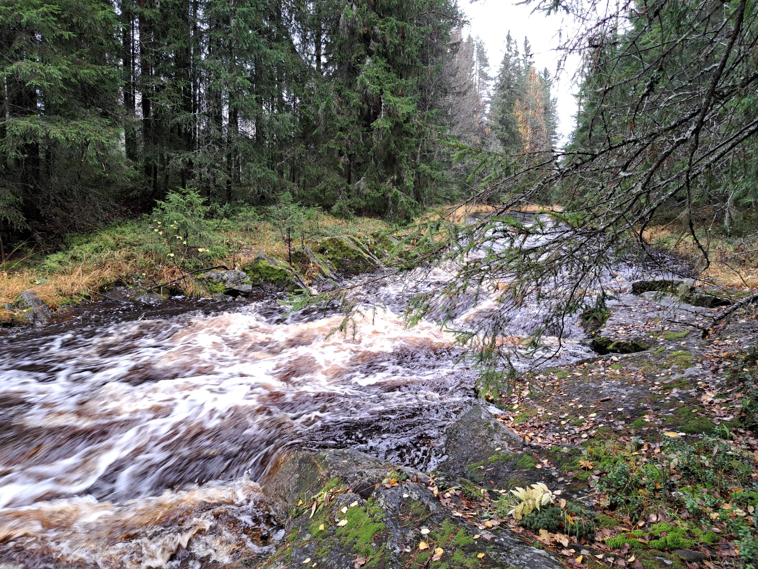 Läs mer om artikeln Arbetet med livscykelmodellering av Esse ås öring har inletts
