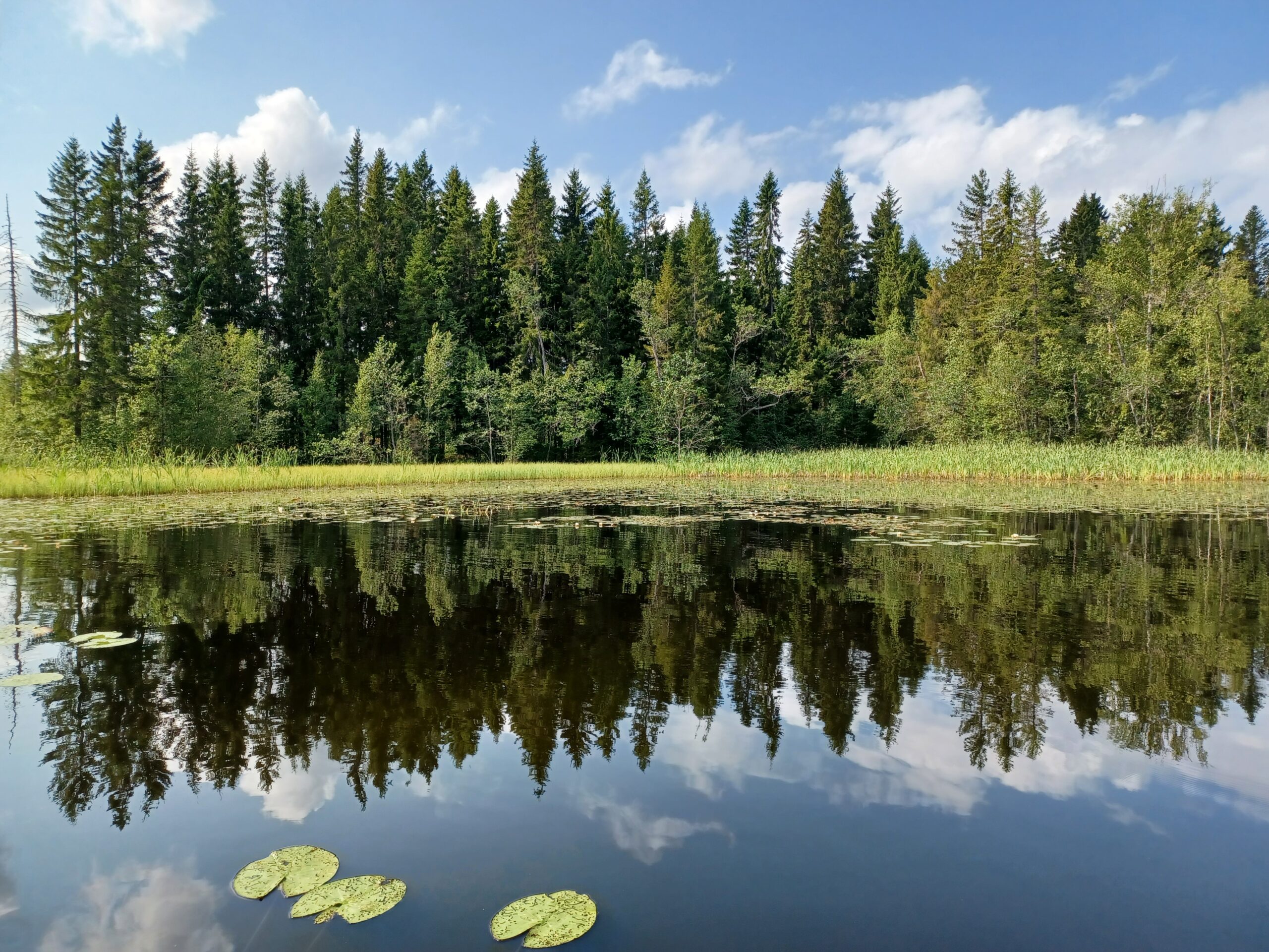 Läs mer om artikeln Välkommen till restaureringstalko av vattendrag 20.8.2025 kl. 17-20!