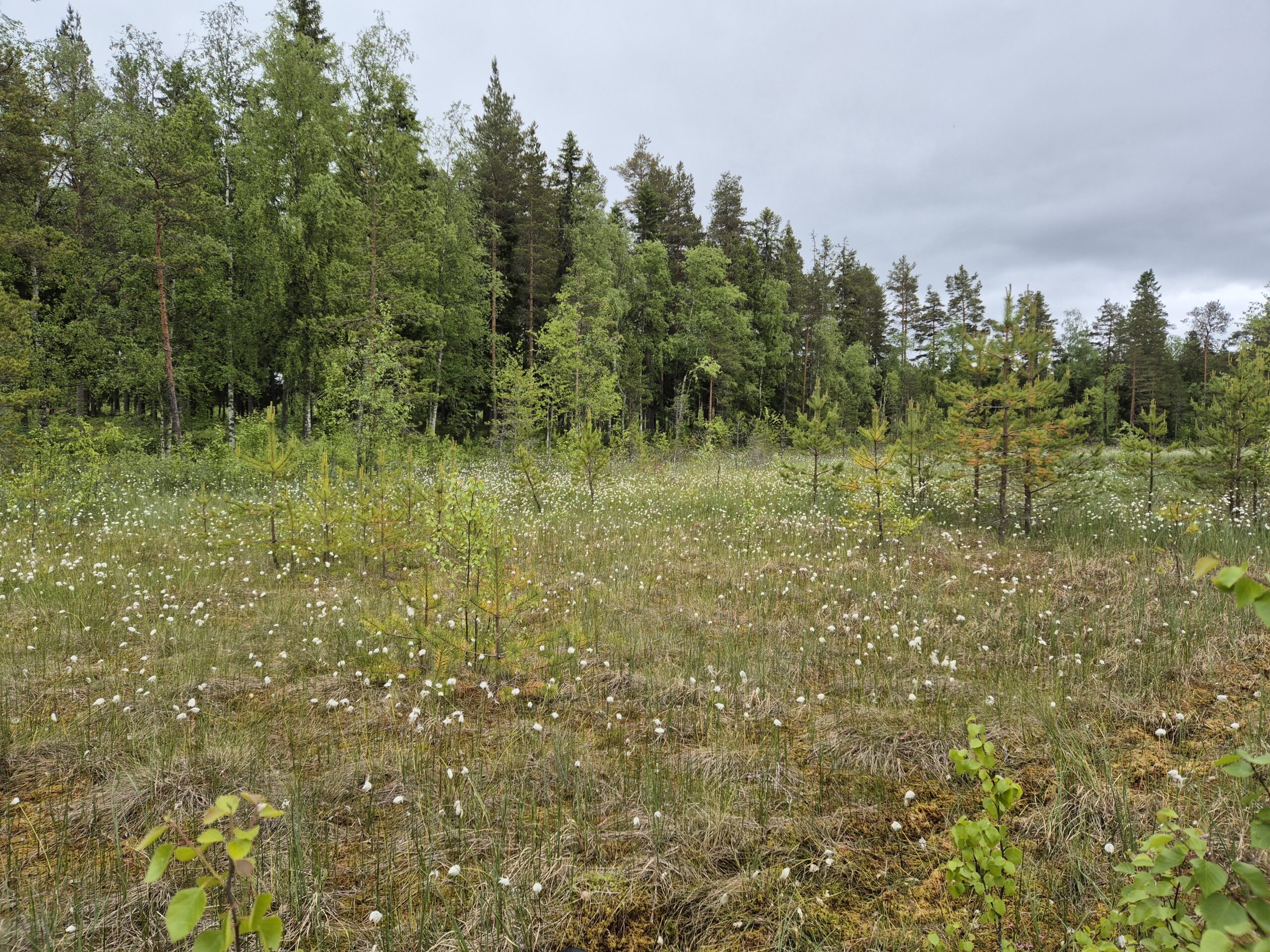 Read more about the article Kasvillisuus-, kasvisto- ja vedenlaatuselvitys Skalasträsket-järvellä Kruunupyyssä