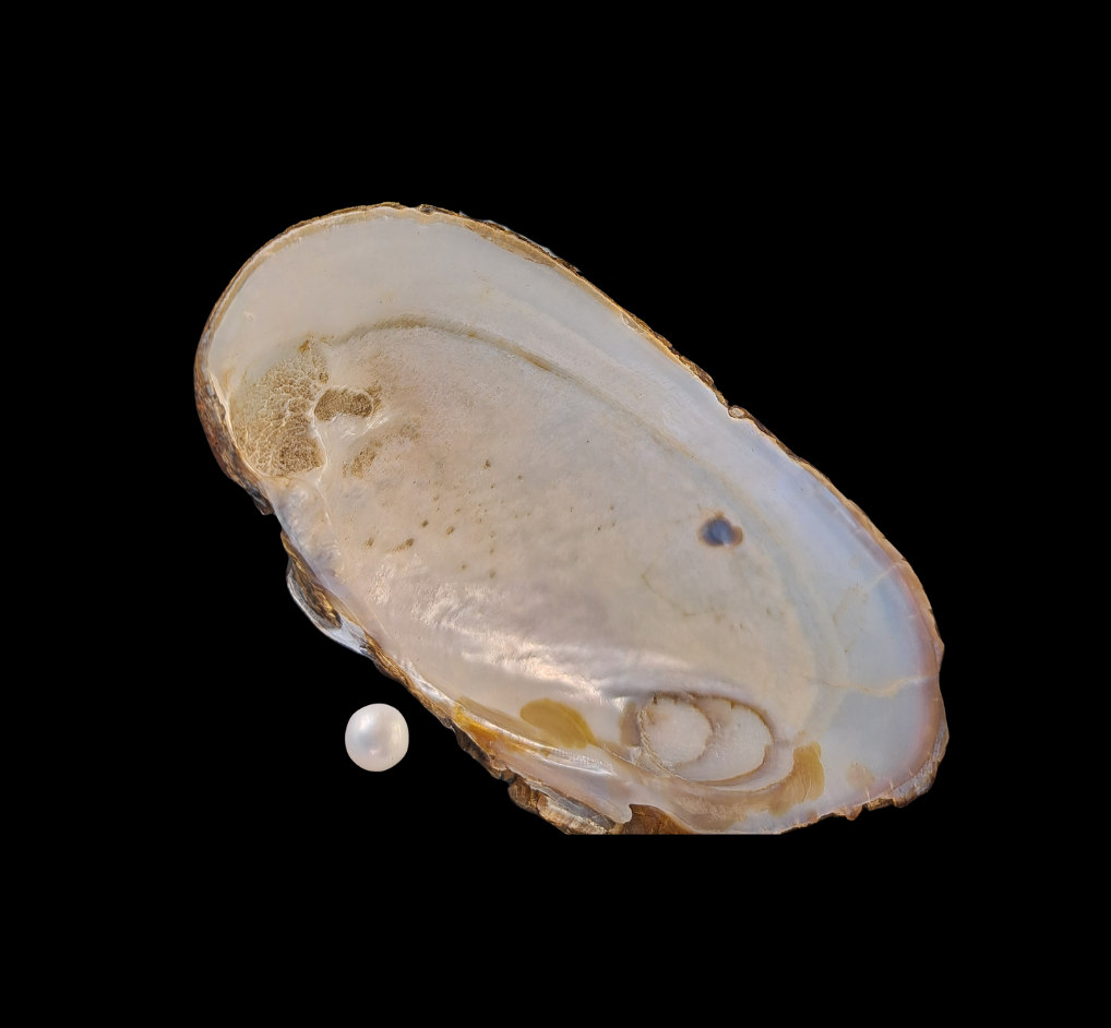 Read more about the article Tervetuloa Raakkuiltaan 23.3.2026