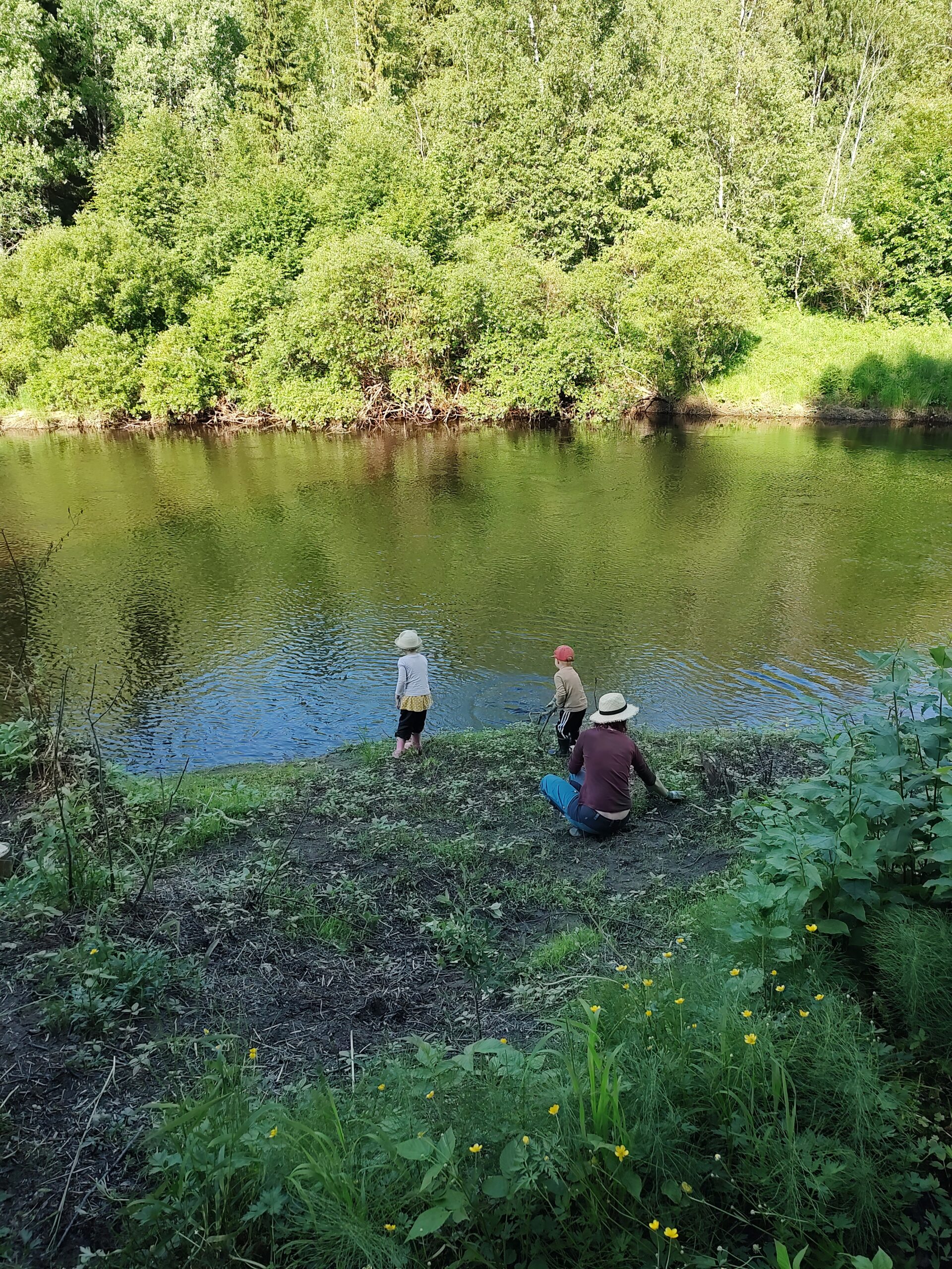 You are currently viewing Kurikan luontoyhdistys taistelee vieraslajeja vastaan