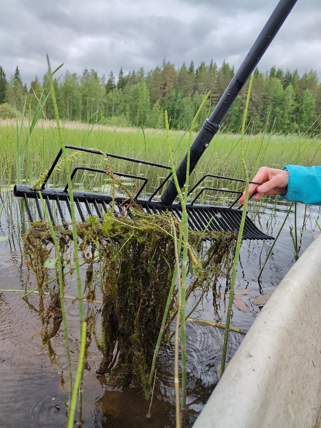You are currently viewing Tervetuloa kanadanvesiruton poistotalkoisiin Hirvilammelle 16.6.2026!
